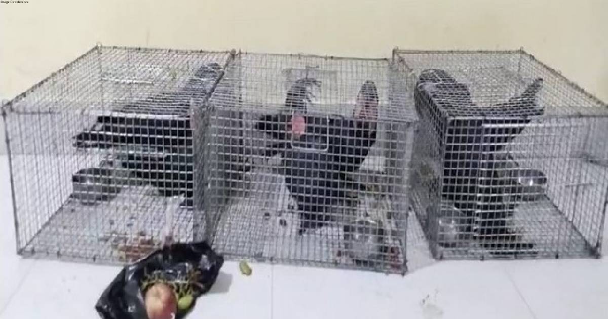 6 exotic Black Palm Cockatoos rescued in Assam